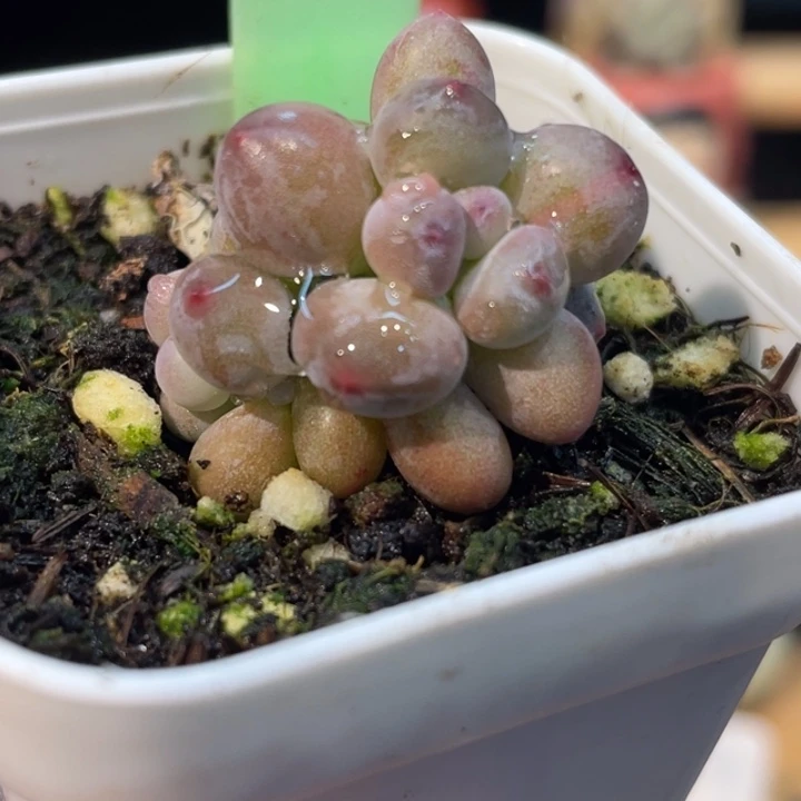 彩虹杂658号的多肉啊啊