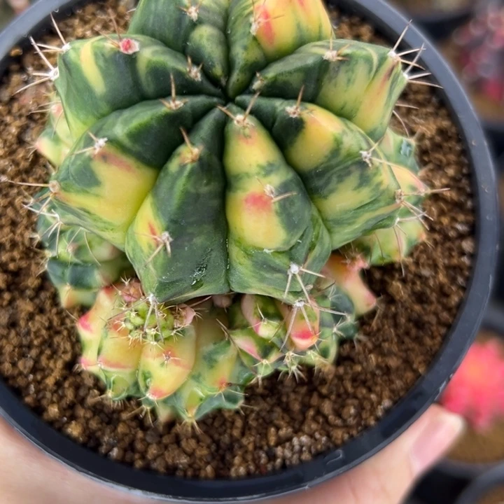 泰国米哈仙人球实生