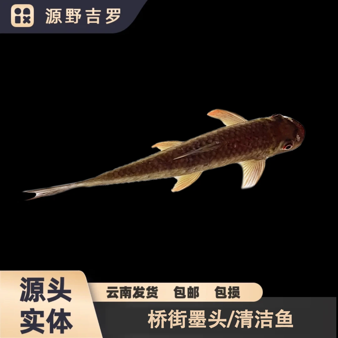 墨头鱼桥接墨头清洁鱼工具鱼除藻