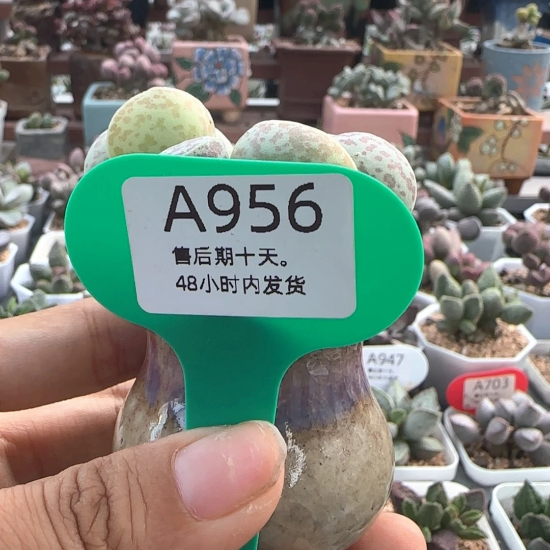 E***O福利。      956。