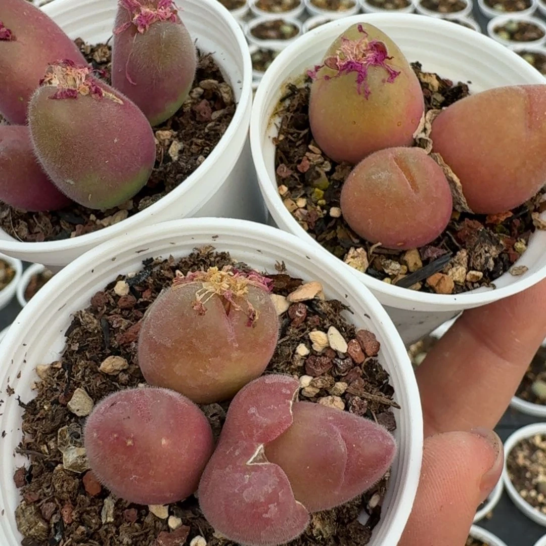 我****实280三颗0000000000000