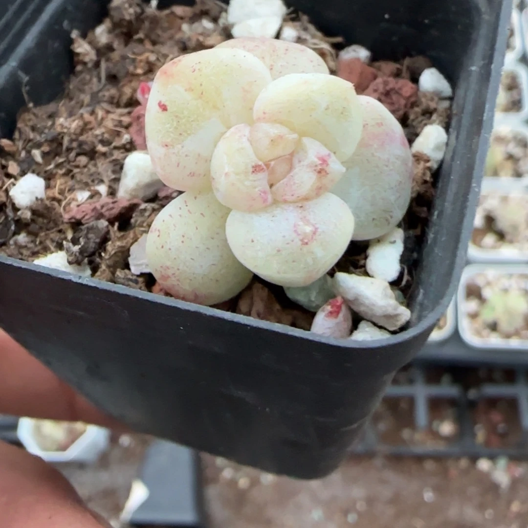 多肉小卡拉米糖心一物一拍