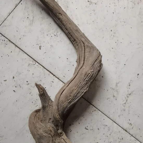 大***虾柏木（崖柏）崖柏摆件，，，，