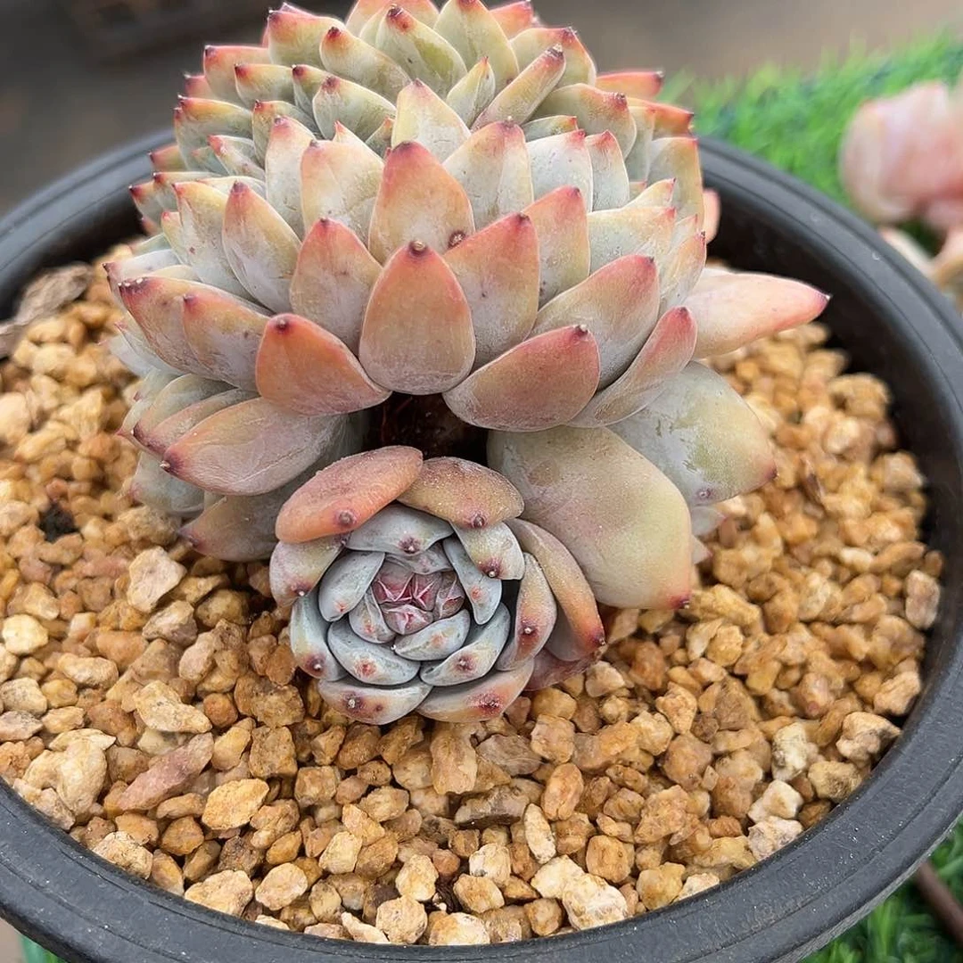 初*見啊石榴籽星影小树福利