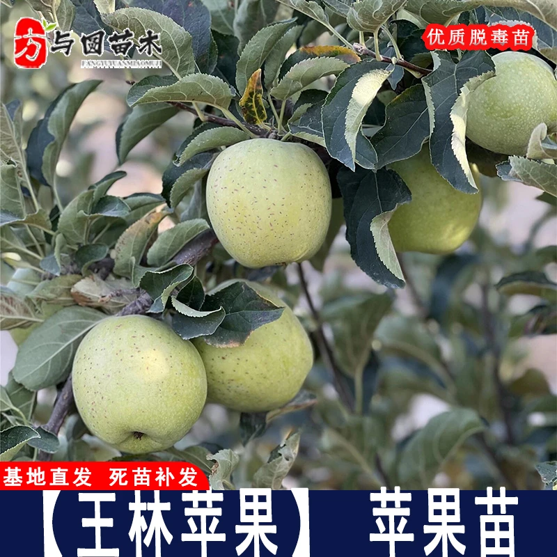 嫁接王林苹果树树苗正绿青脆青苹果苗大脆甜当年结果果树南北方