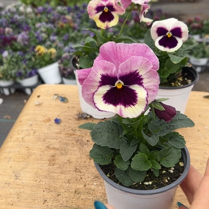 红陶相*?抖音直播闪拍317