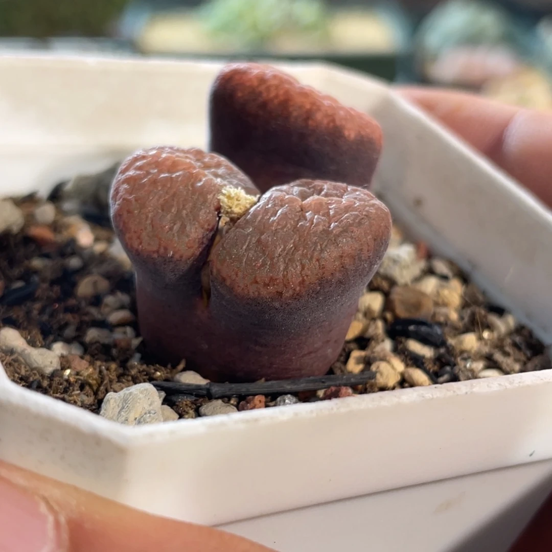 双头蛋糕风铃植物一物一拍