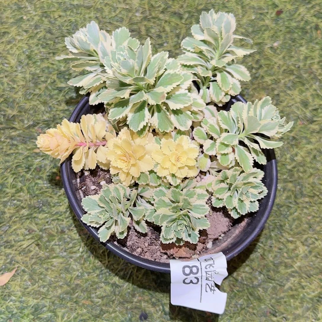 A****.183多肉 亚特兰蒂斯锦一颗