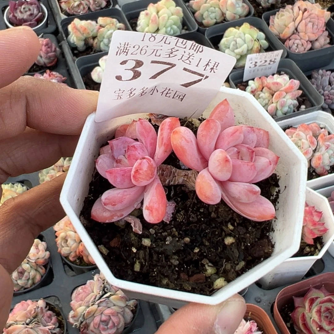 377号双头星星雪一物一拍满18包邮