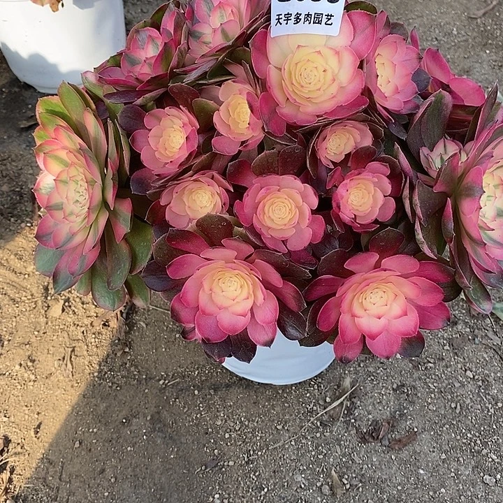 多肉植物荔枝036多肉