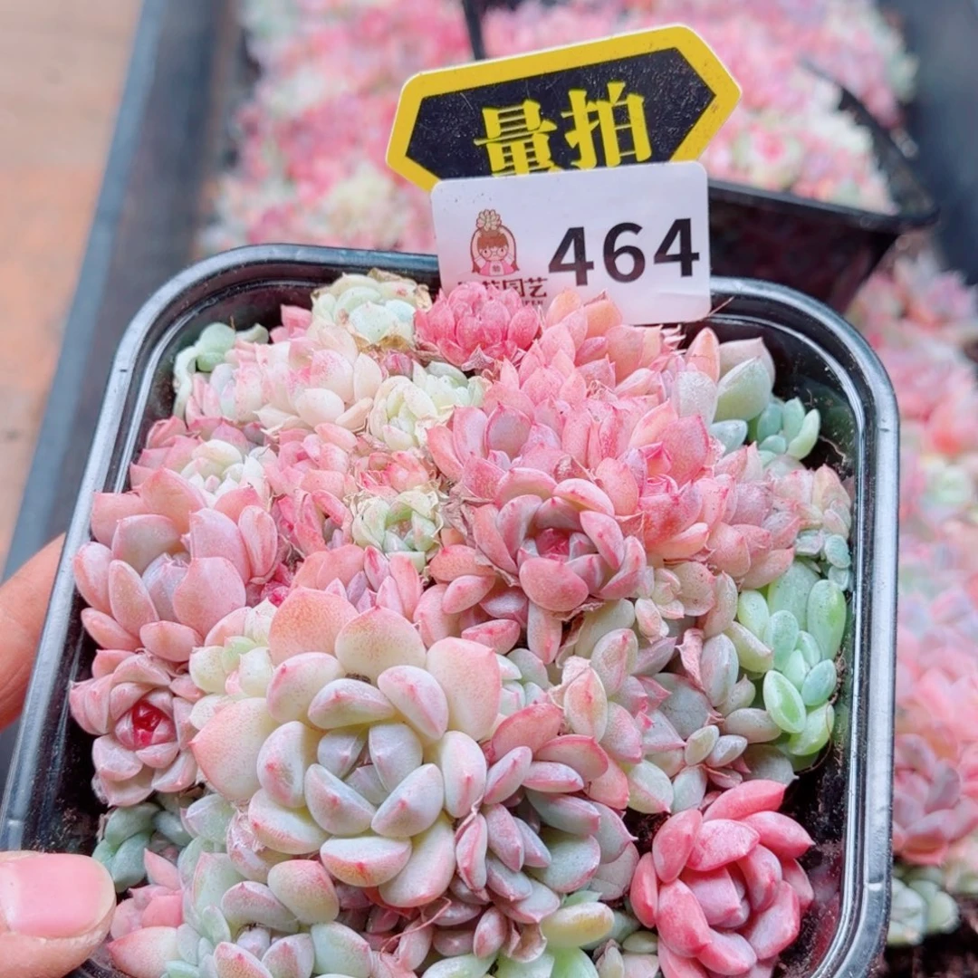 多肉植物多肉植物