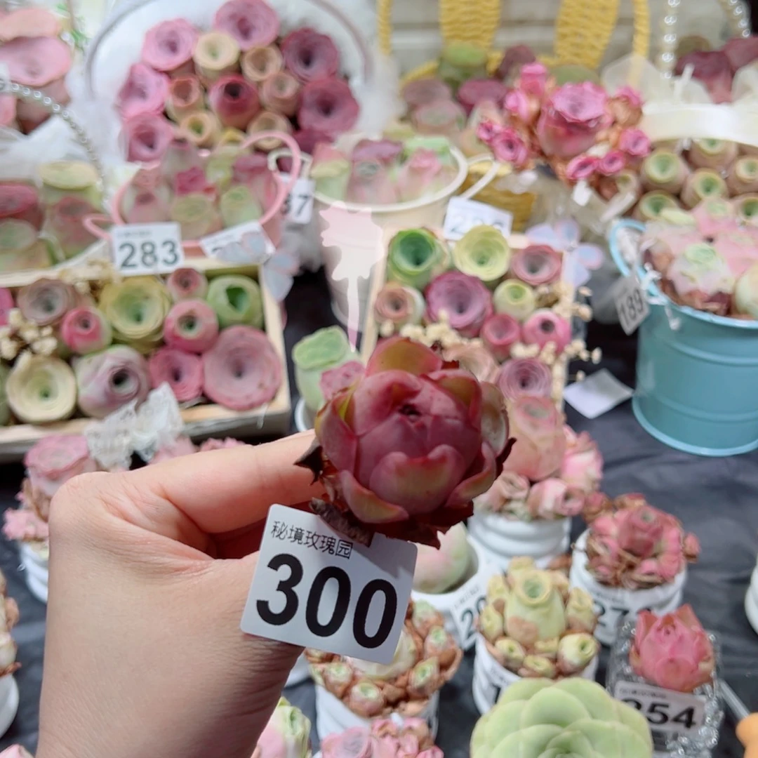 婲***ღ300黄帕。   一物一拍