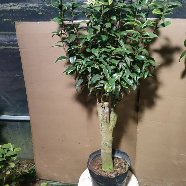 鹰***2，35金边十八，原盆原土发货，不包邮