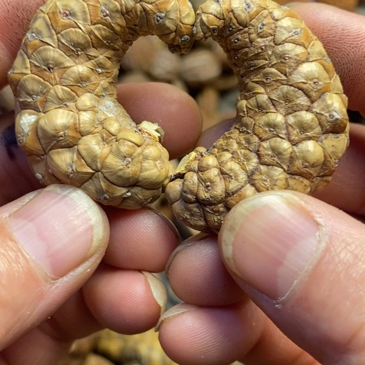 吊坠桃核东北特产208