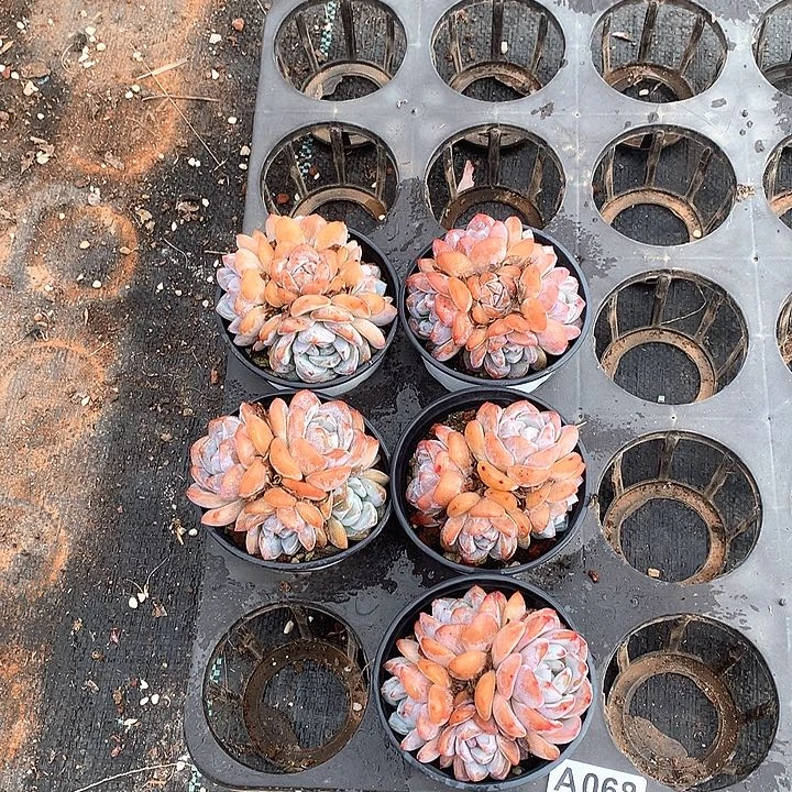 068多肉植物多肉植物