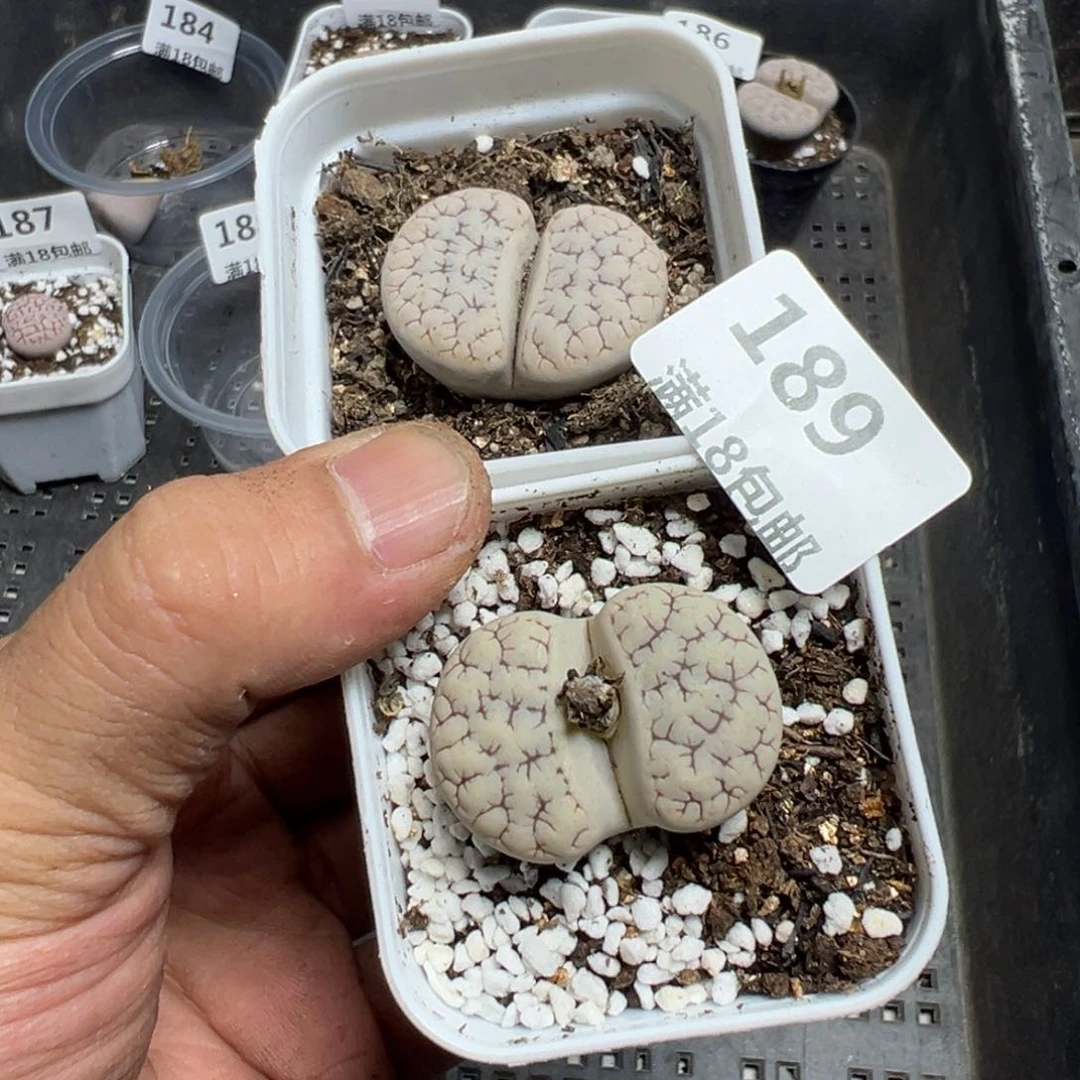 【闪购商品】 189。