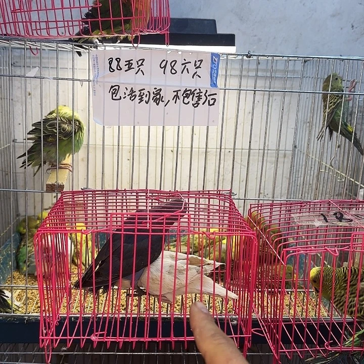 虎皮鹦鹉一物一拍