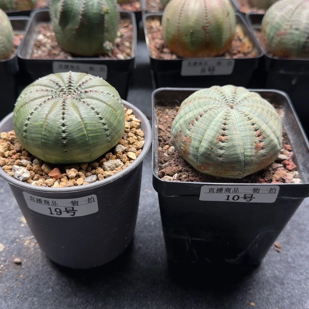 ****笑欧布，两颗，带盆，19号，10号