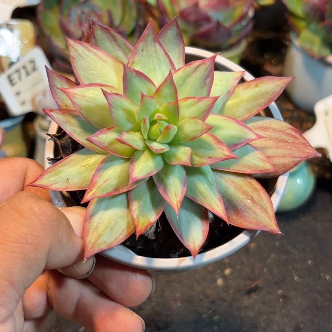 微***～惊鸿一瞥多肉植物628