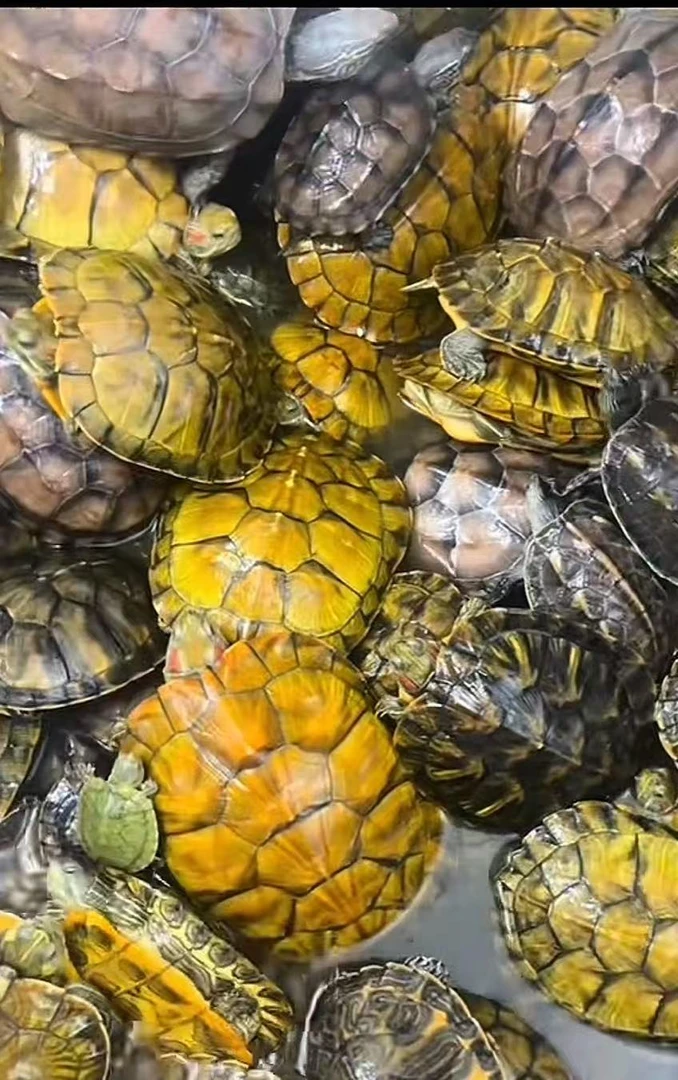 【直播专用链接】黄金巴西龟招财龟黄耳火焰地图草龟珍珠龟活物