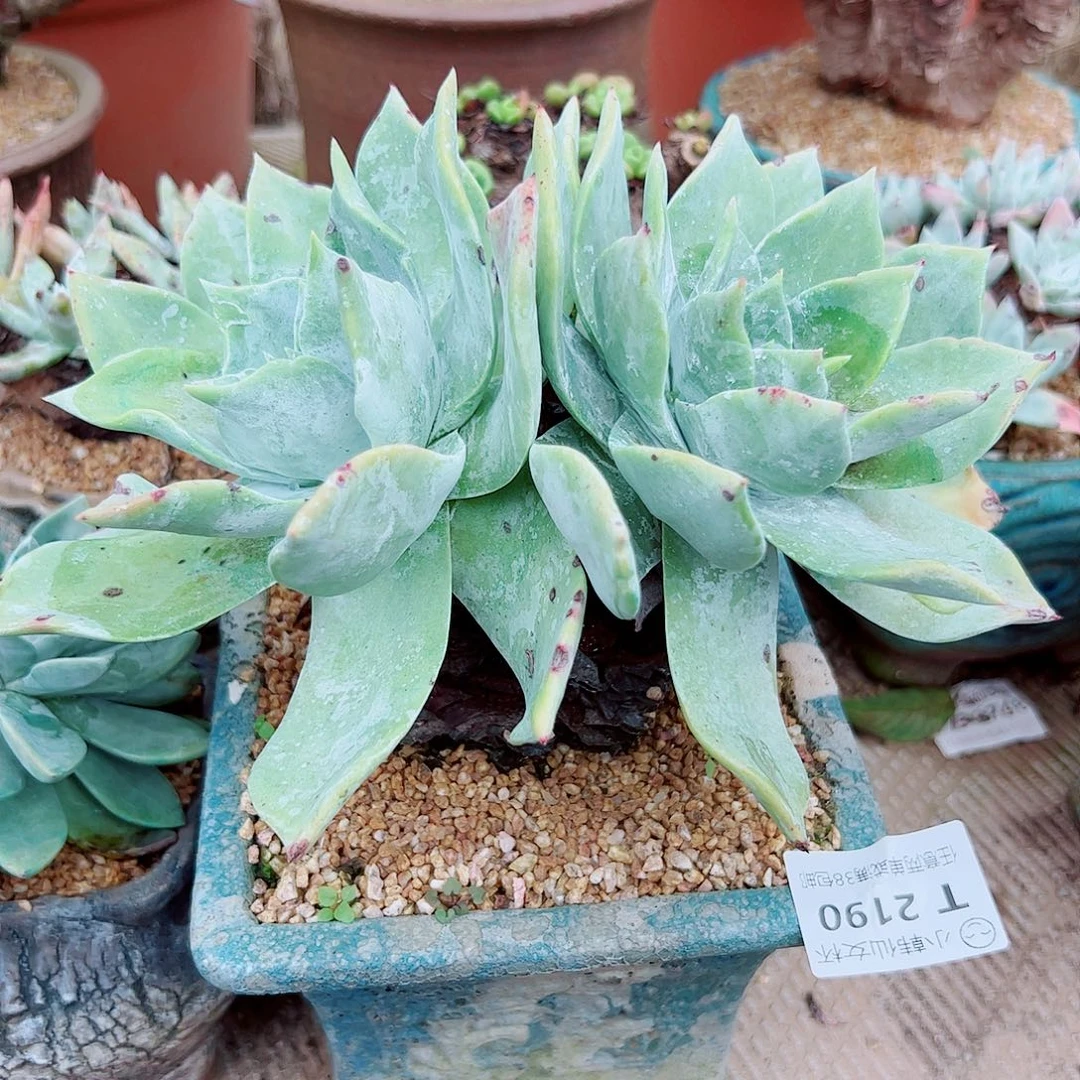 2190普西菲克仙女杯多肉