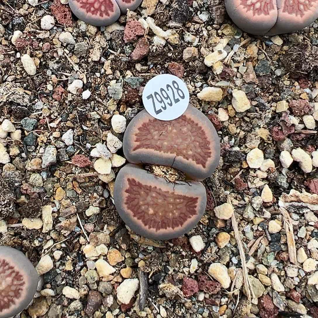 编号Z9928红窗菊！！！！！