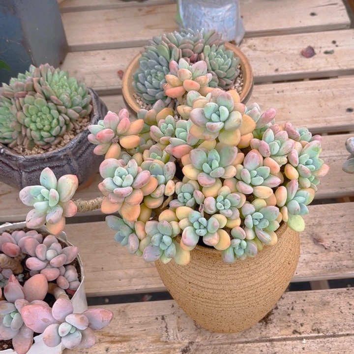 香水洛神多肉植物292