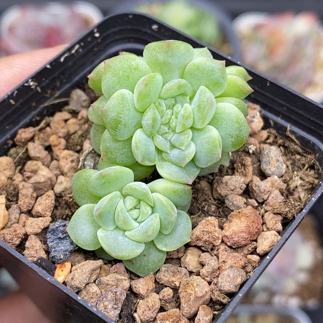 无尽灯缀化30包邮非偏远