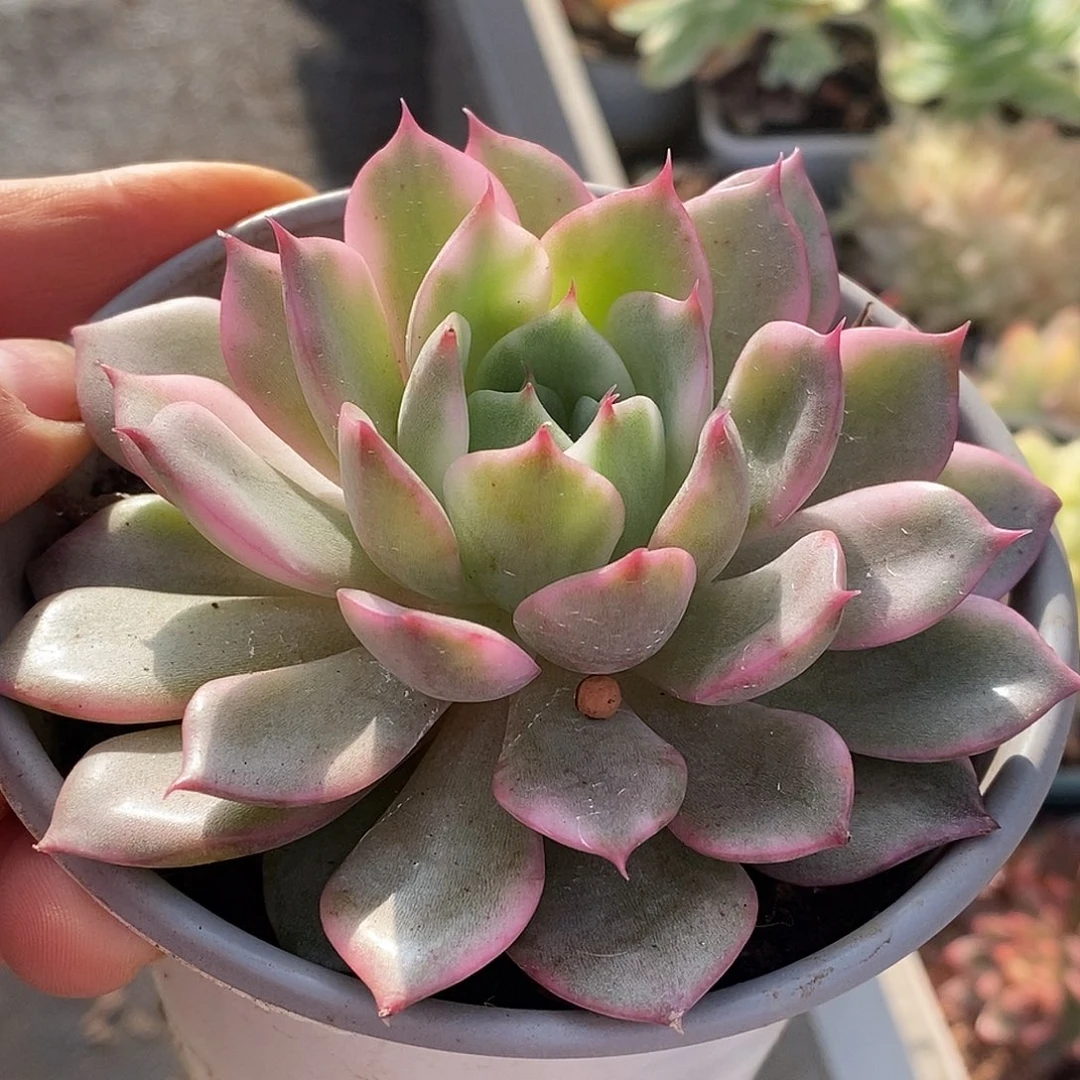 279哈哈哈哈哈哈看