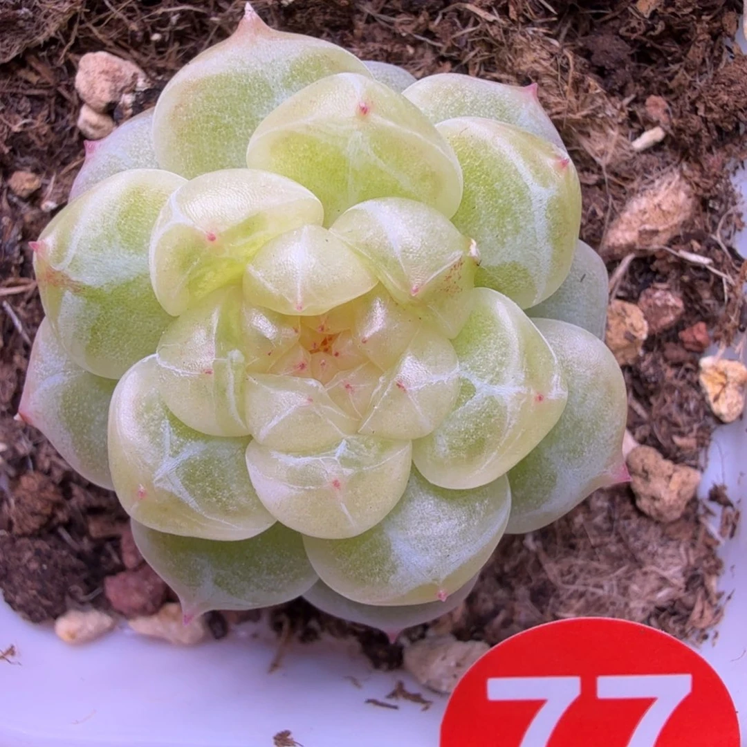 ****財77号财富CF7一物一拍