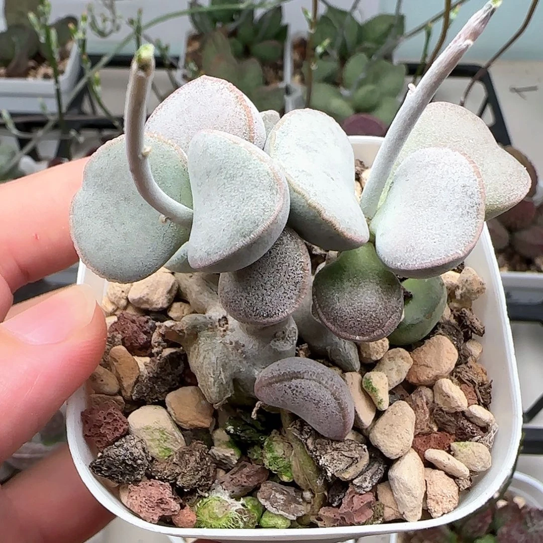 恋人心水泡多肉植物