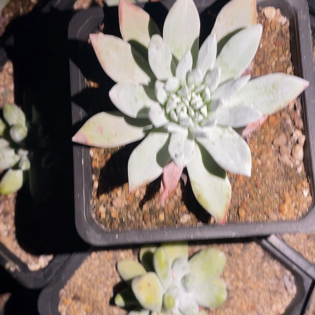 流丹白豪苹果叶仙女杯