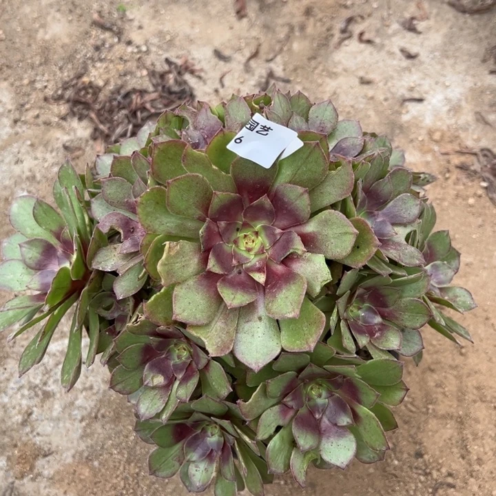 桃花石多肉植物016