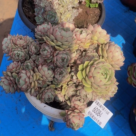 秀本吧60084多肉