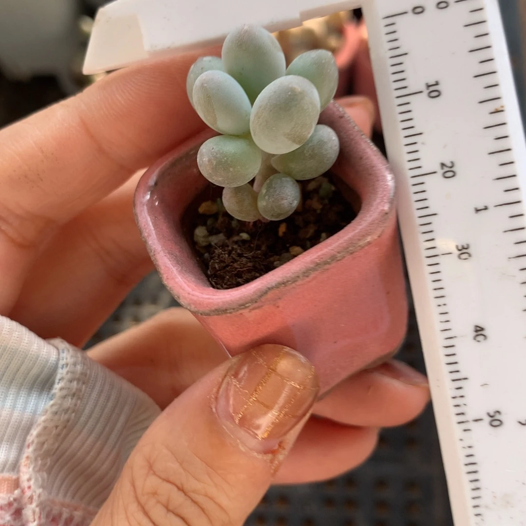 汤圆 不满28发到付，发一片叶，~