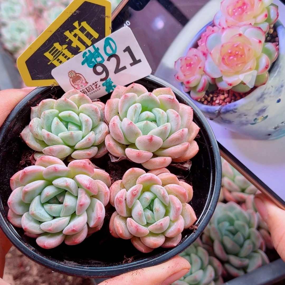多肉植物多肉植物