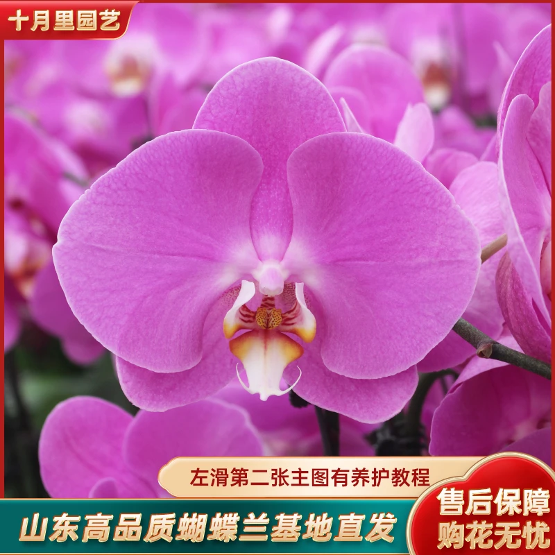 十月里蝴蝶兰【粉宝图3.0寸杯】全花微瑕发货