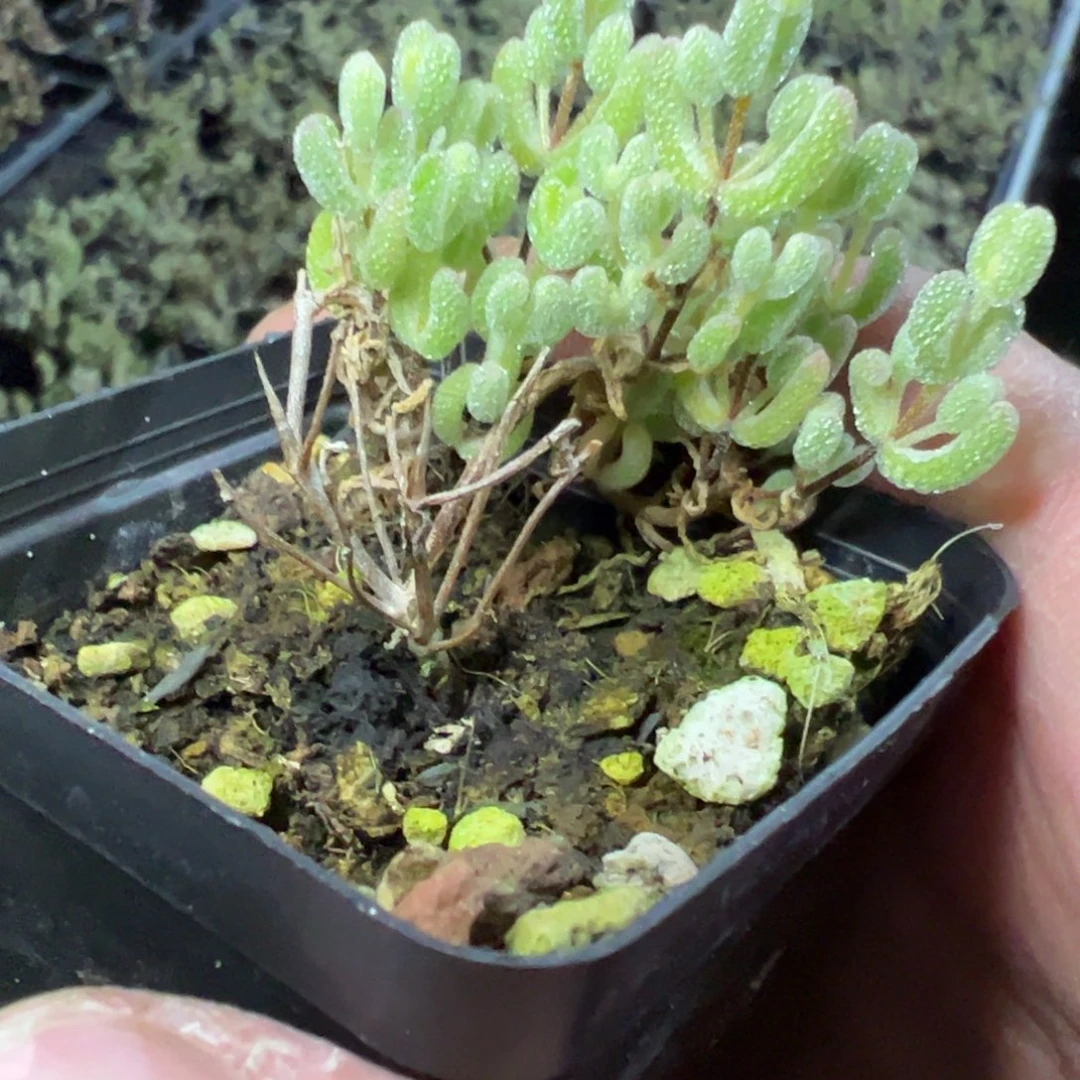 冰糖锦55杯乱七八糟老桩