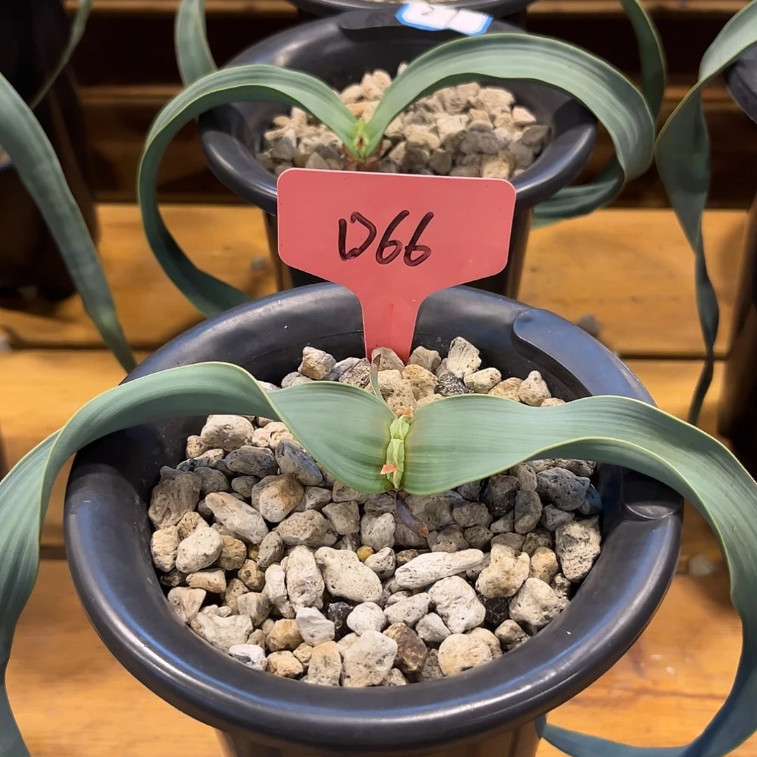 汤圆植物D66百岁兰