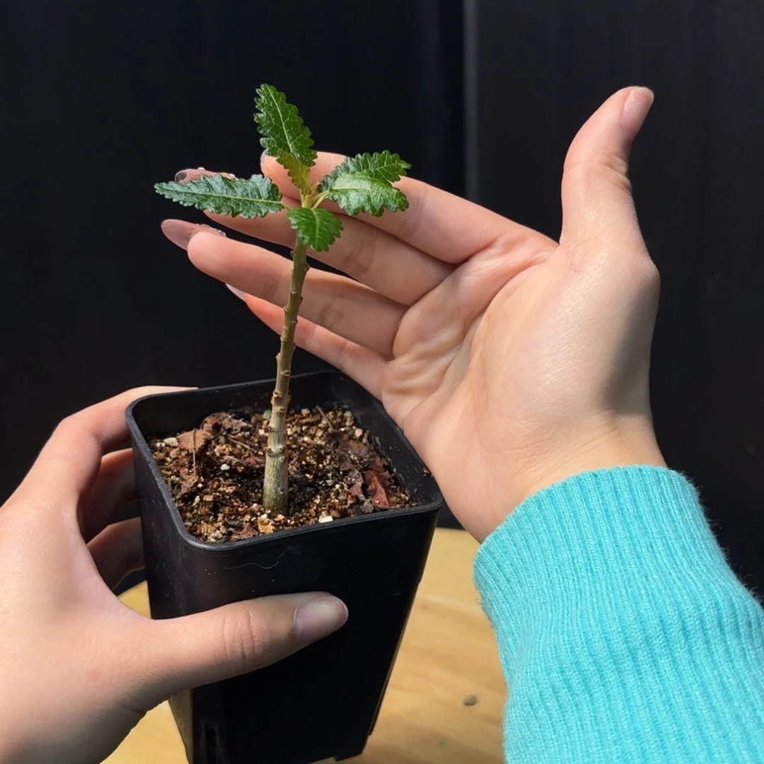 娜娜乳香实生带盆土