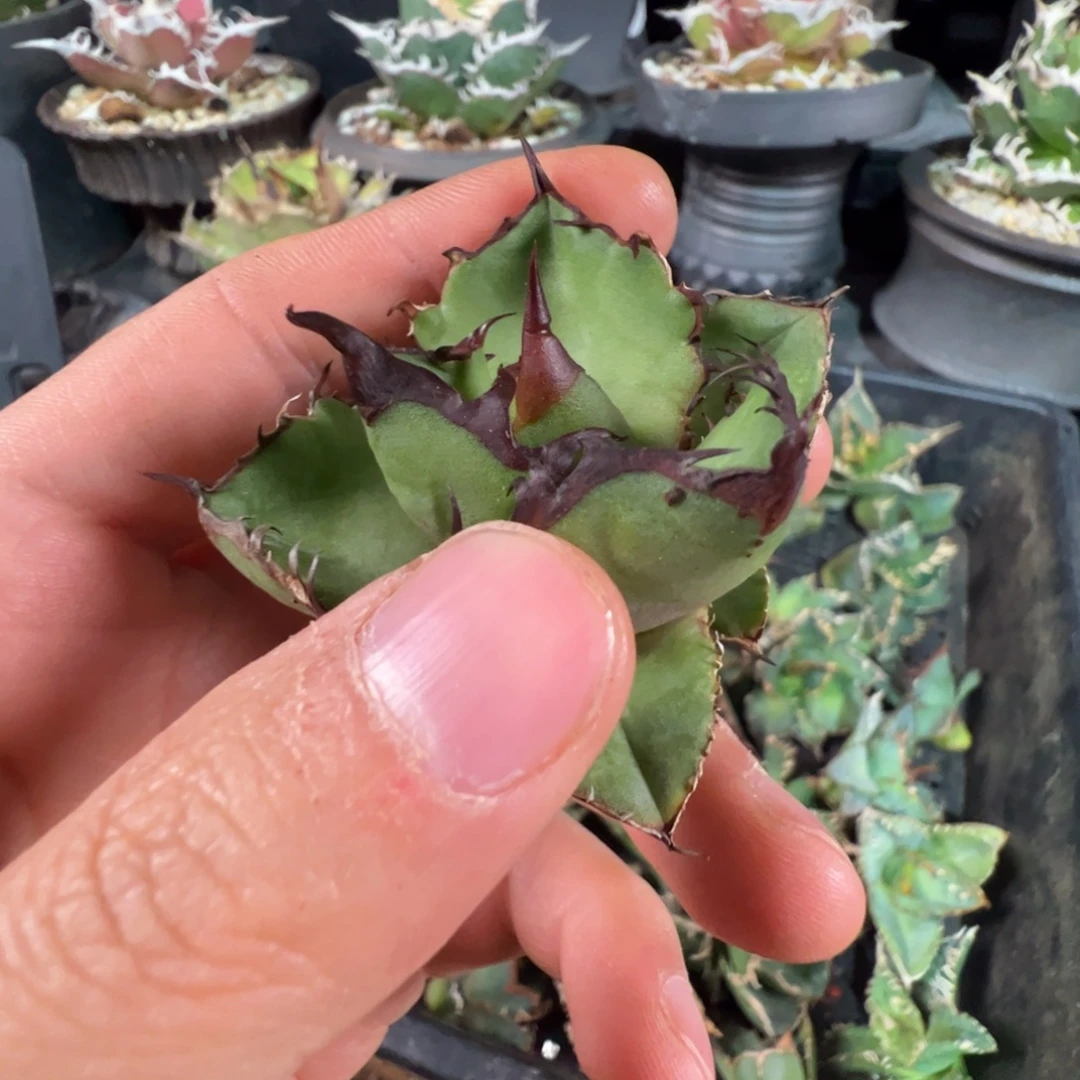 黑火大大大大大大