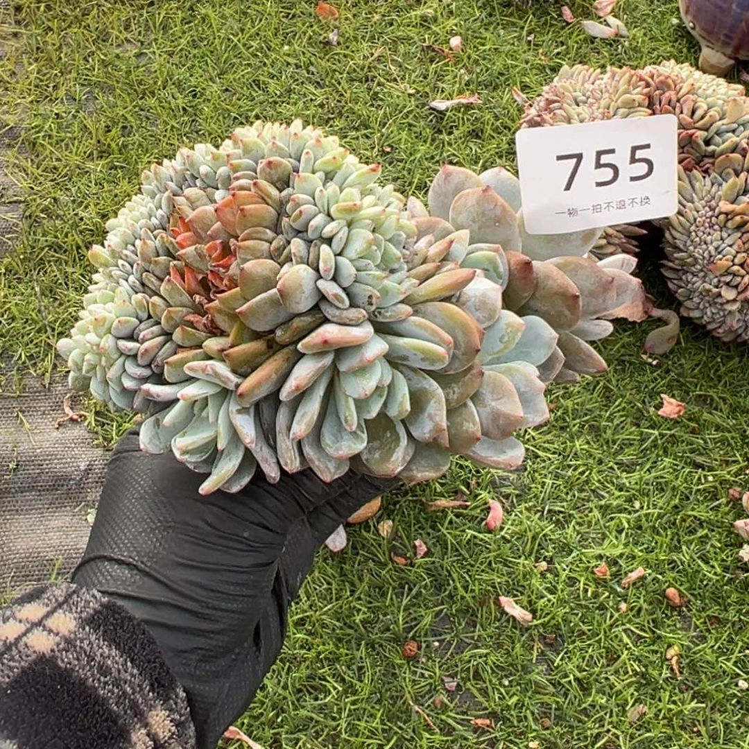 星影小树朵朵缀呀呀呀