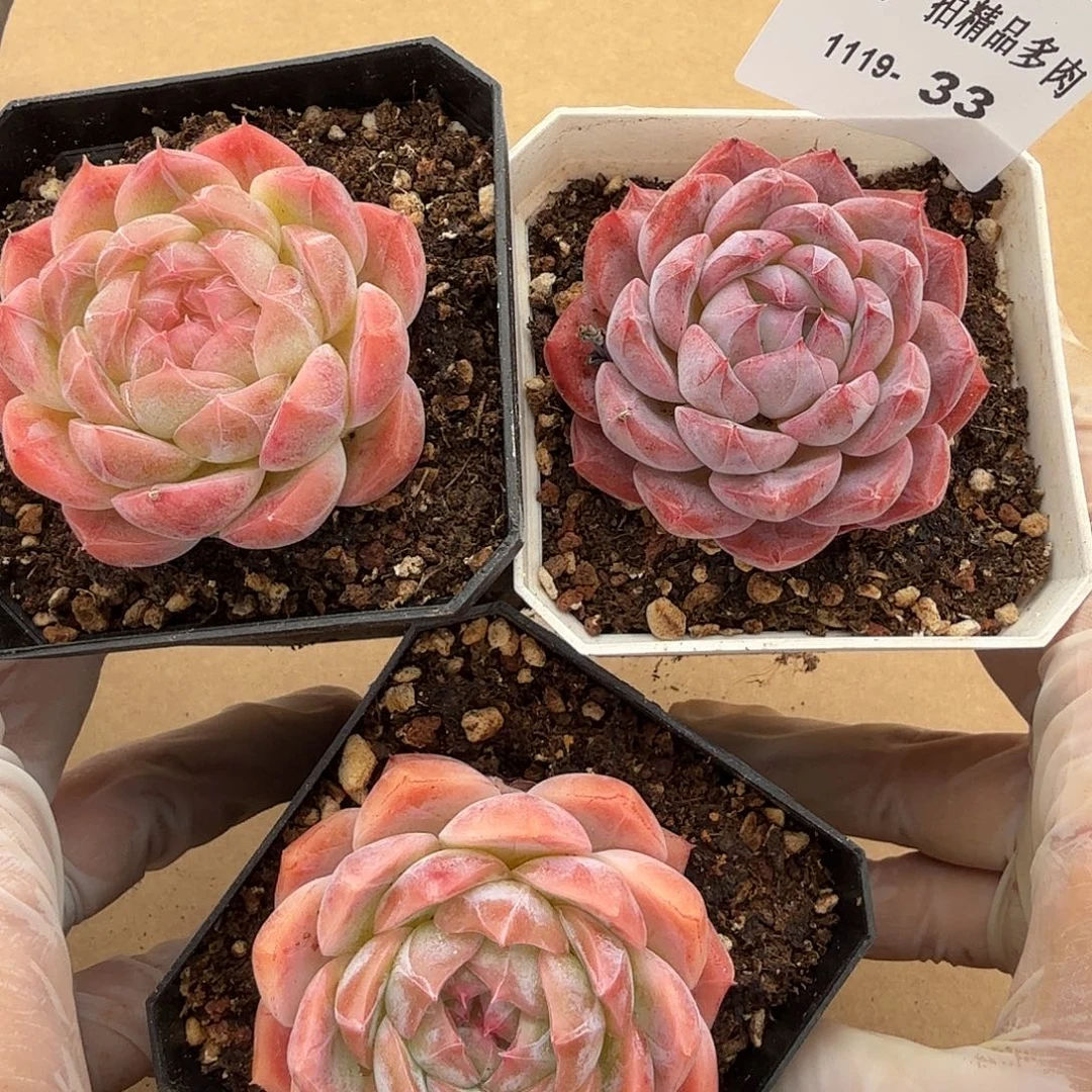 1119-33三颗多肉一物一拍