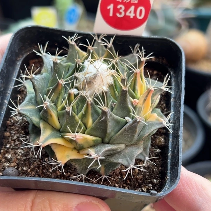 自根大尤帝冠锦5.9cm