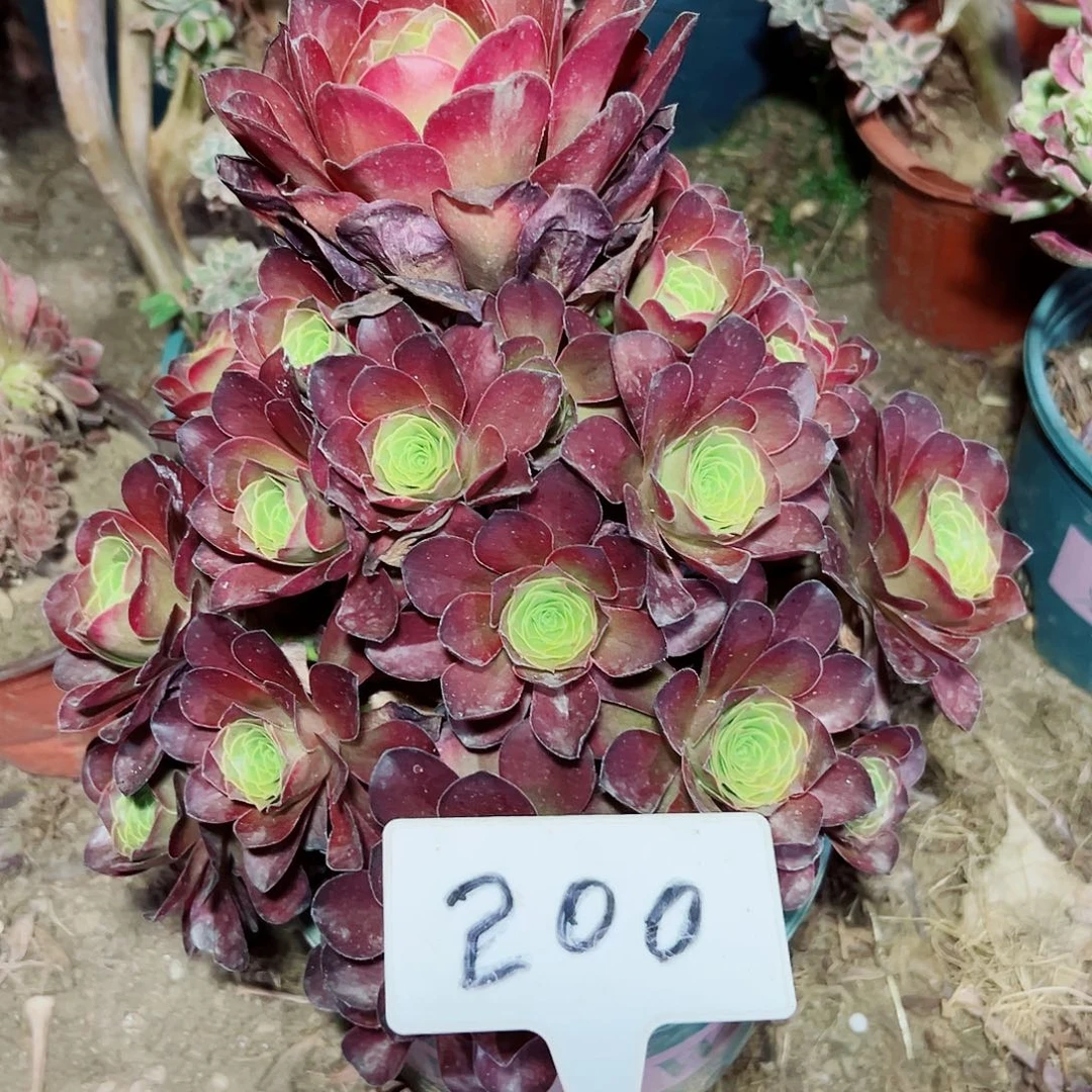 多肉植物梅金法师