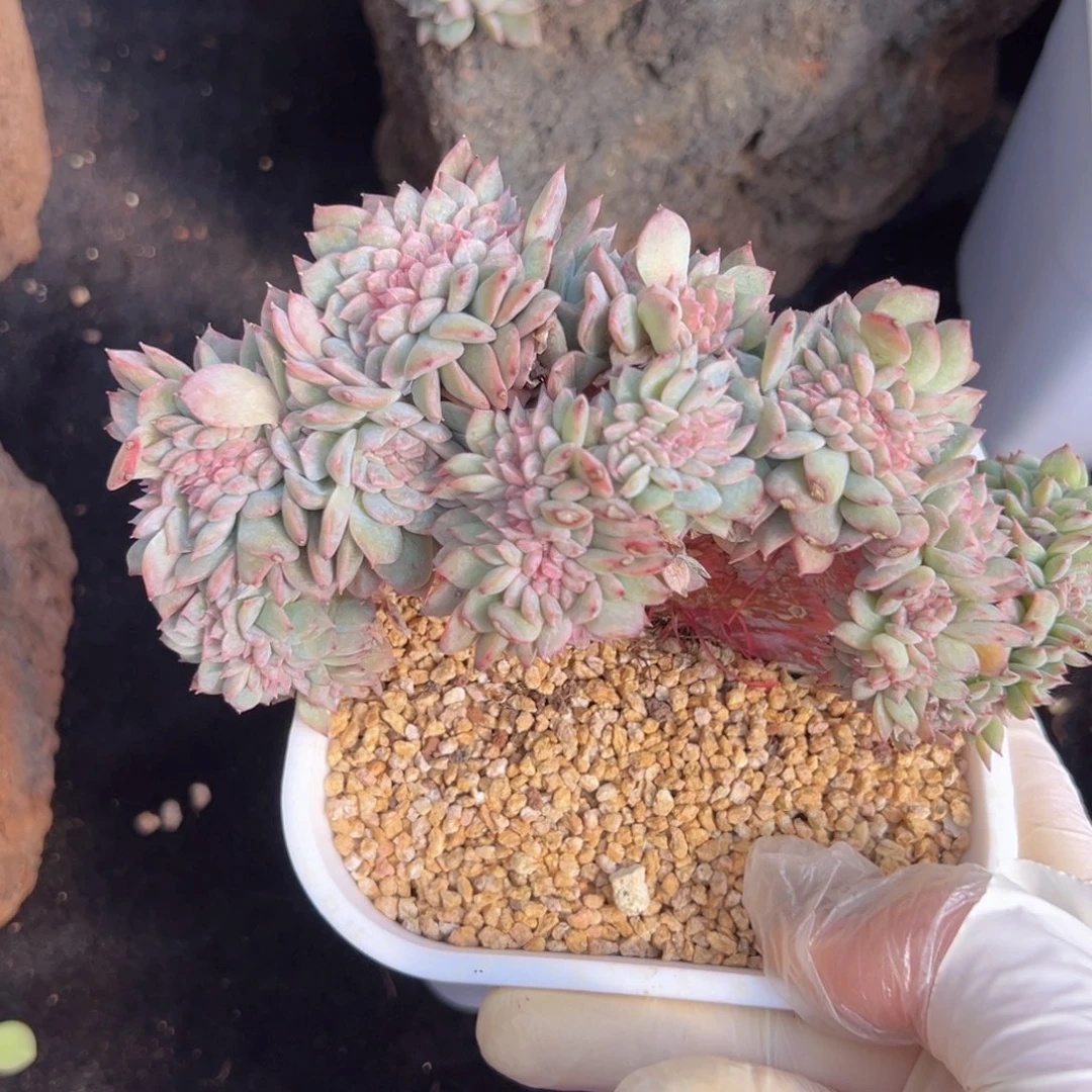 新年快乐 新年快乐 新年快乐