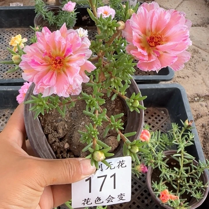 无花朵171超小苗 网红色盆口10cm