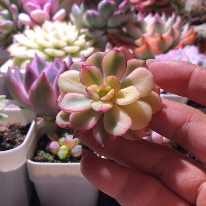 丹尼尔锦砍头有杆子