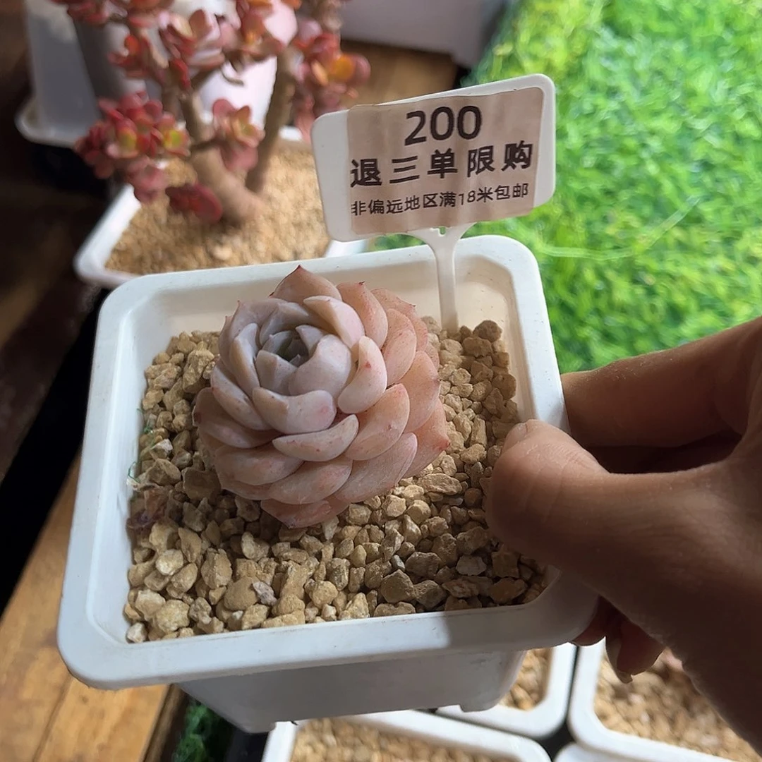 ?卉森精品多肉编号200