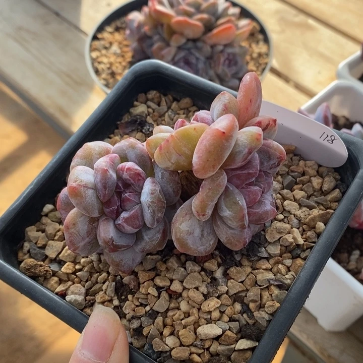 四头变异石化哈哈哈哈哈